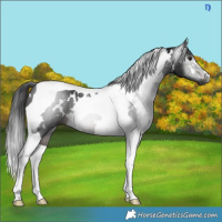 Horse Color:Gray White Spotted Brown Tobiano