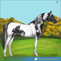 Horse Color:White Spotted Black Tobiano 