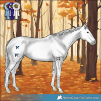 Horse Color:Gray Red Dun Tobiano