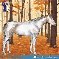 Horse Color:Gray Red Dun Tobiano 