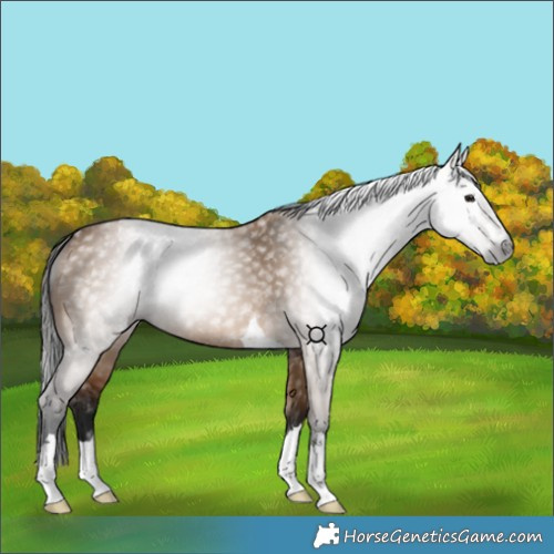 Horse Color:Gray Bay Dun 