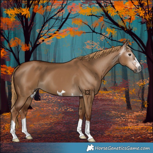 Horse Color:Gray Red Dun