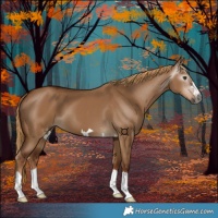 Horse Color:Gray Red Dun