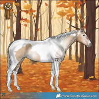 Horse Color:Gray Red Dun Tobiano 