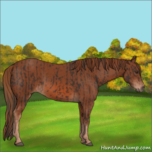 Horse Color:Liver Chestnut and Chestnut