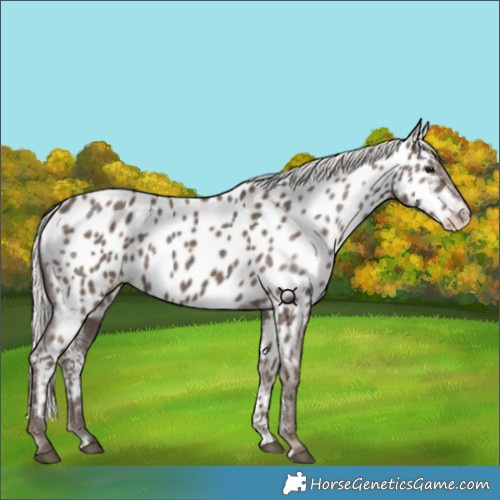 Horse Color:Silver Black Appaloosa 