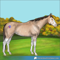 Horse Color:Amber Champagne Splash