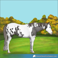 Horse Color:Smoky Black Splash Tobiano Appaloosa 