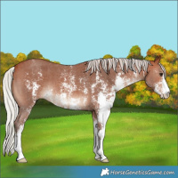 Horse Color:Silver Bay Sabino 