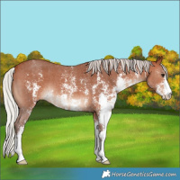 Horse Color:Silver Bay Sabino