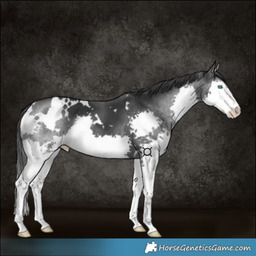 Horse Color:White Spotted Black Splash 