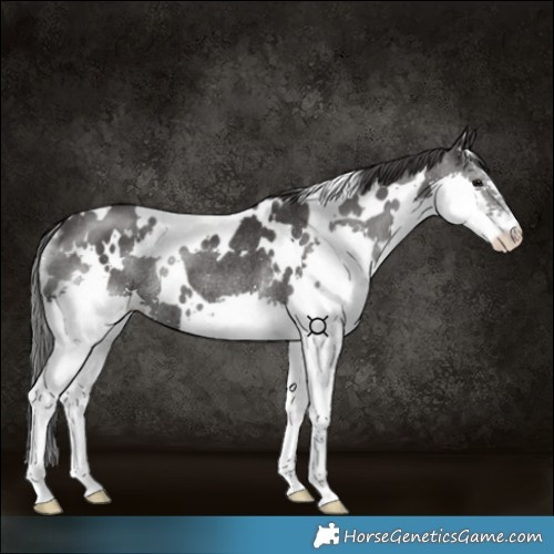 Horse Color:White Spotted Black Splash Rabicano 
