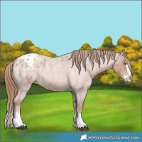 Horse Color:Red Roan Splash Appaloosa