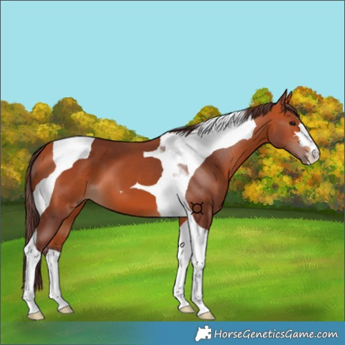 Horse Color:Chocolate Bay Tobiano 