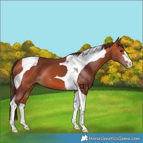 Horse Color:Chocolate Bay Tobiano 