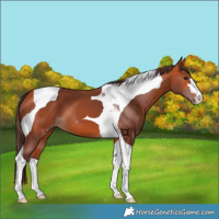 Horse Color:Chocolate Bay Tobiano
