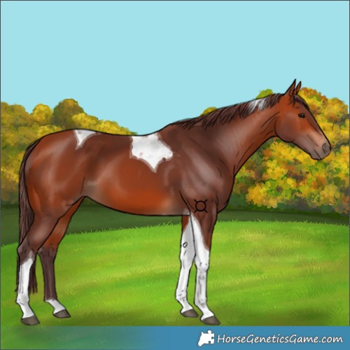Horse Color:Chocolate Bay Tobiano 
