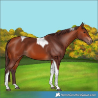Horse Color:Chocolate Bay Tobiano