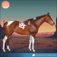 Horse Color:Chocolate Bay Tobiano