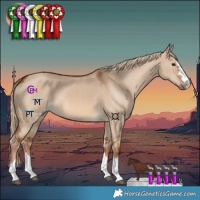 Horse Color:Red Dun