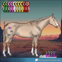 Horse Color:Red Dun 