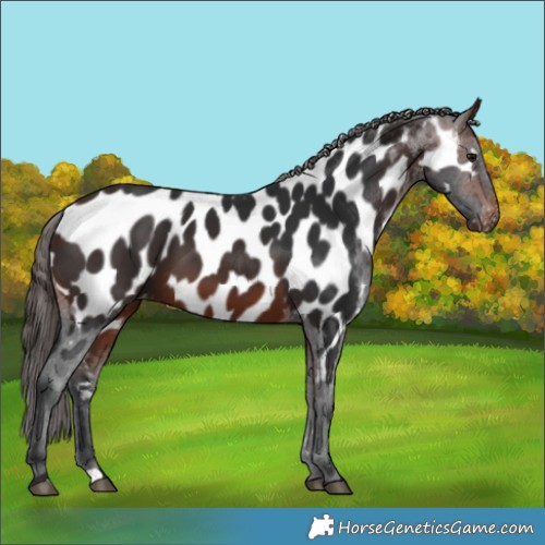 Horse Color:Brown Appaloosa