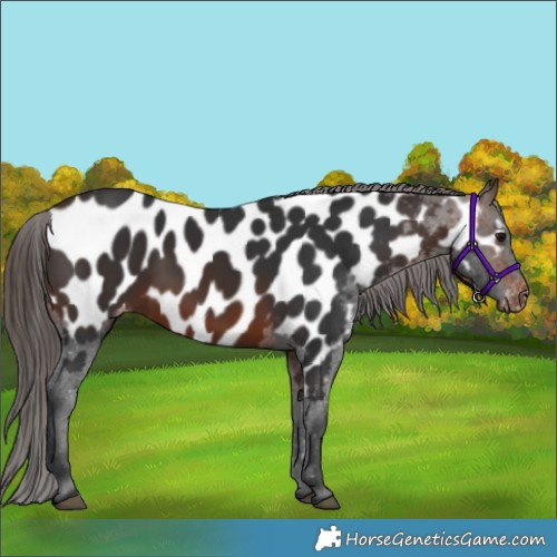 Horse Color:Brown Appaloosa 