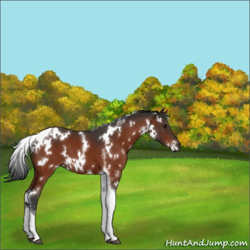 Horse Color:White Spotted Bay Tobiano 