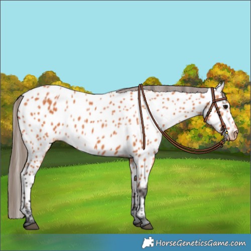 Horse Color:Bay Appaloosa