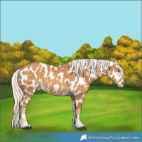 Horse Color:Palomino Mushroom Appaloosa