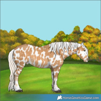 Horse Color:Palomino Mushroom Near Leopard 