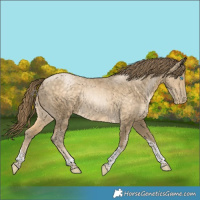 Horse Color:Buckskin Pearl Sabino Tobiano Rabicano 