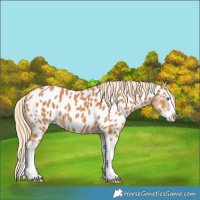 Horse Color:Chestnut Splash Appaloosa