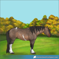 Horse Color:Brown Dun Tobiano Rabicano