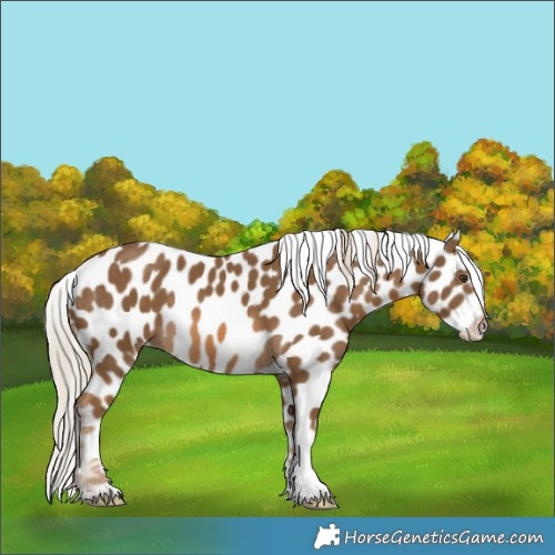 Horse Color:Chocolate Palomino Appaloosa 
