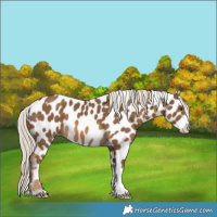 Horse Color:Chocolate Palomino Appaloosa 
