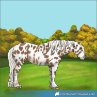 Horse Color:Chocolate Palomino Near Leopard