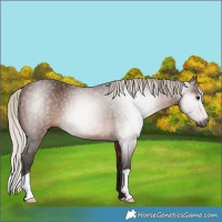 Horse Color:Gray Silver Bay 