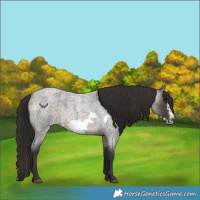 Horse Color:Buckskin Roan Sabino Frame 