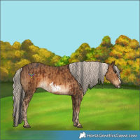 Horse Color:Brown  and Chocolate Palomino Frame 