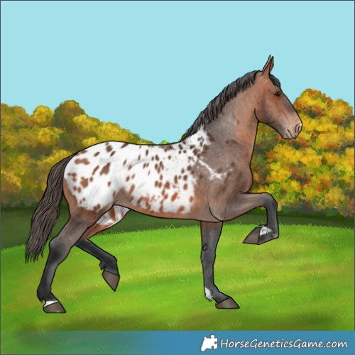 Horse Color:Bay Appaloosa