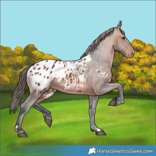Horse Color:Bay Appaloosa 