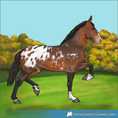 Horse Color:Bay Appaloosa 