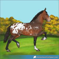 Horse Color:Bay Appaloosa 