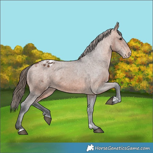 Horse Color:Bay Appaloosa 