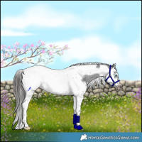Horse Color:Black Splash Tobiano Frame Appaloosa 