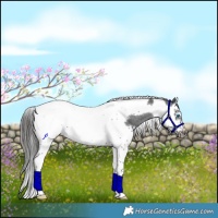 Horse Color:Black Splash Tobiano Frame Appaloosa