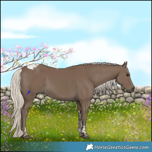 Horse Color:Silver Smoky Black Tobiano
