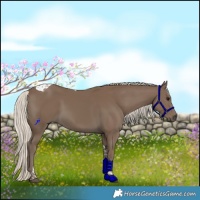 Horse Color:Silver Smoky Black Tobiano 
