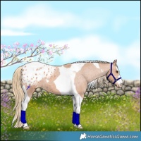 Horse Color:Chestnut Tobiano Appaloosa